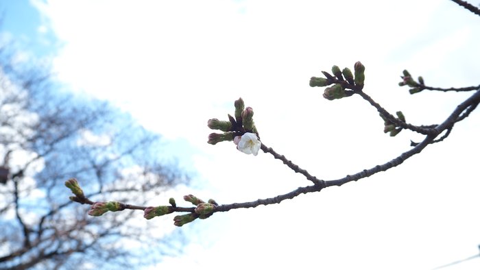 桜の枝 通常撮影