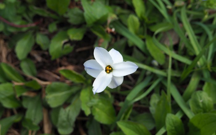 謎の花1