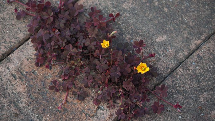 謎の花1