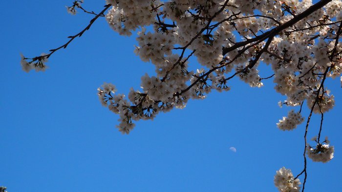 桜と月